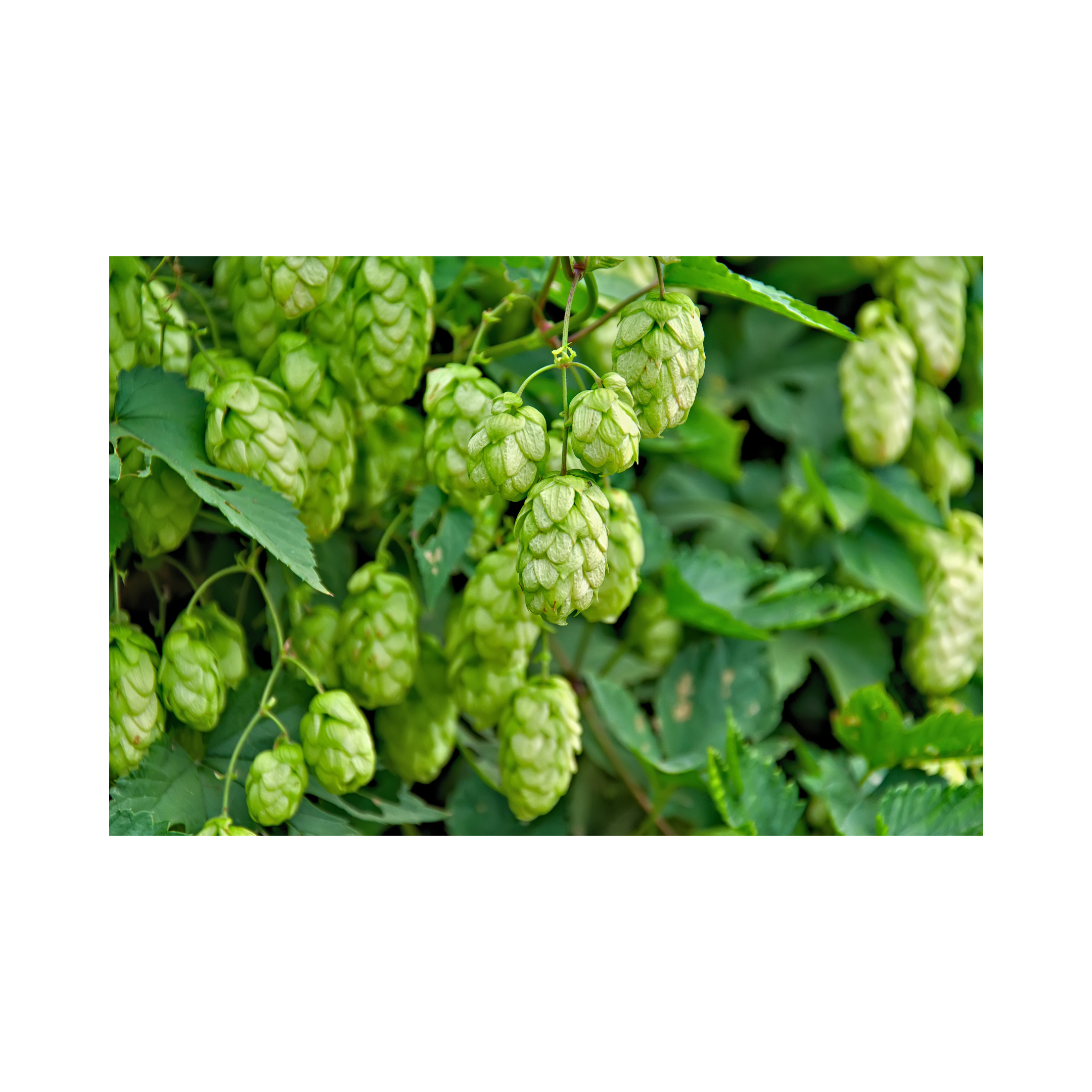 5 Health Benefits Of Hops – Designated Drinks